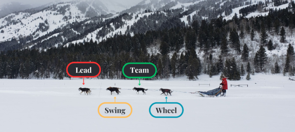 Meet The Team – Call of the WYld
